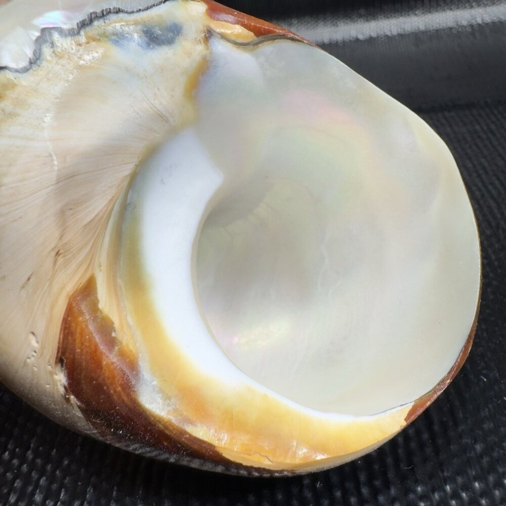 Natural Abalone Shell Iridescent Smooth African Turban Seashell Turbo Sarmaticus - Picture 4 of 13